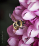 KS25094-Red-tailed Bumble Bee.jpg