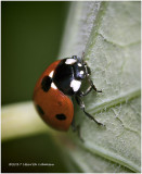 KS25282-Lady Bug.jpg