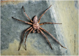 KS25404-.jpg