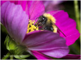 KS25452-Red-tailed Bumble Bee.jpg