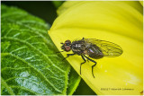 KS25469-tiny fly.jpg