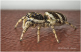 KS25486-Metaphid Jumping Spider.jpg