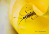 K317537-tiny fly.jpg