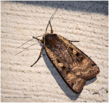 K317592-unidentified Moth.jpg