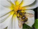 K317675-Bee.jpg