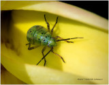 K317923-Aphid.jpg