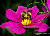 K318044-Red-tailed Bumble Bee.jpg
