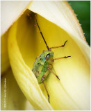 K318037-Aphid.jpg