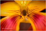 K317485-Nasturtium.jpg