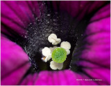 K317486-Petunia.jpg