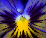 K317490-Pansy.jpg