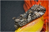 K318207-unidentified Moth.jpg
