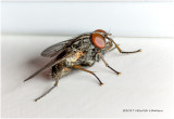 K318237-House Fly.jpg