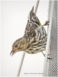 K415544-Pine Siskin.jpg