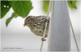 K415583-Pine Siskin.jpg