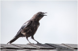 K415614-American Crow.jpg