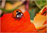 K318712-Lady Bug.jpg