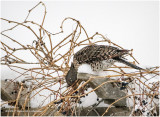 K3E6371-Northern Flicker.jpg