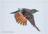 K3E6375-Northern Flicker.jpg