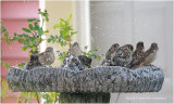 K3E6231House Sparrows.jpg