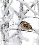K3E6682-House Sparrow-male.jpg