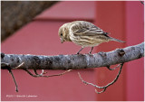 K3E6834-House Finch-female.jpg