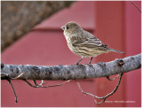 K3E6836-House Finch-female.jpg