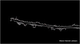 IMP6637-Frost on a twig.jpg