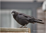 KP10308-American Crow.jpg
