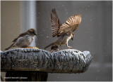 KP10343-House Sparrows.jpg