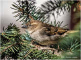 KP10393-House Sparrow-female.jpg