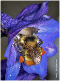 K319890 Redtailed Bumble Bee.jpg