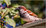 KP12350 House Sparrow-male.jpg