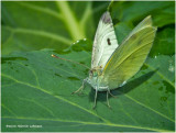 K320256 European Cabbage Butterfly.jpg