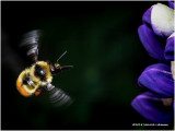 K320337  Redtailed Bumble Bee.jpg