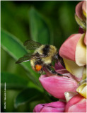 K320375 Redtailed Bumble Bee.jpg