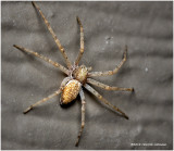 K320744unidentified_tiny_Spider.jpg