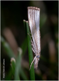 K320894 Sod Webworm Moth.jpg