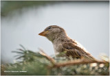 KP12814 House Sparrow female juvenile.jpg