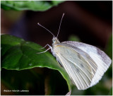 K321079European_Cabbage_Butterfly.jpg