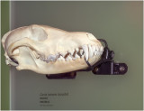 IMP7155.jpg