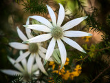 Flannel Flowers<br/><h4>*Credit*</h4>