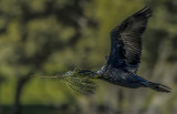 Nest Building Black Cormorant<br/><h4>*Merit*</h4>