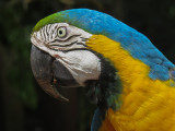 Blue Macaw<br/><h4>*Merit*</h4>