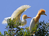 A Pair of Egrets<br/><h4>*Credit*</h4>