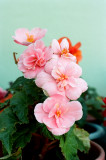 flower_bokeh.jpg