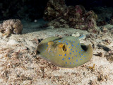 P7020286cs.jpg