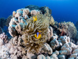 Red Sea Clownfish (Amphiprion bicinctus)