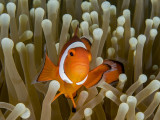 Ocellaris clownfish (Amphiprion ocellaris)