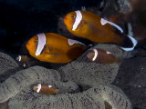 Saddleback clownfish (Amphiprion polymnus)